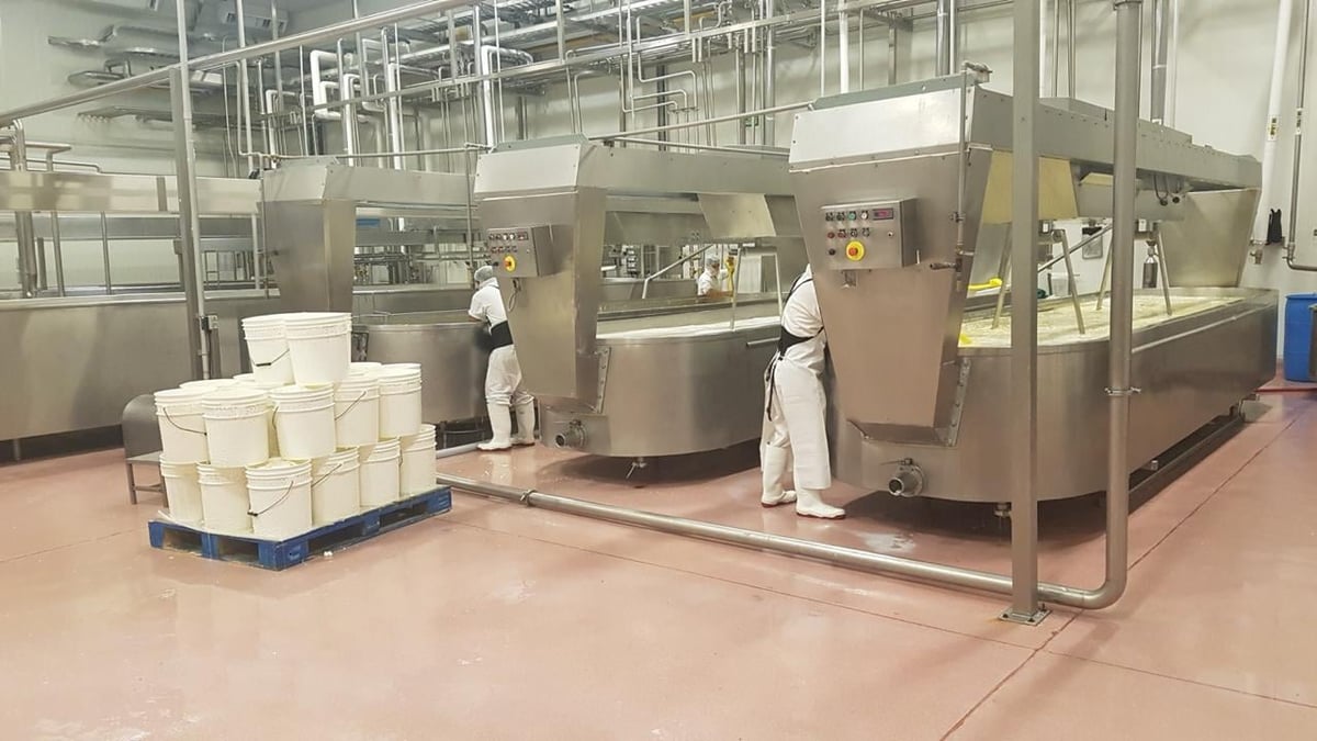 Tinas de cuajado de acero inoxidable en planta de producción de quesos con operarios en uniforme blanco